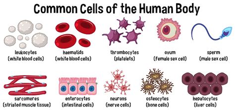 Cellule Comuni Del Corpo Umano Immagini Vettoriali Stock E Altre Immagini Di Anatomia Umana