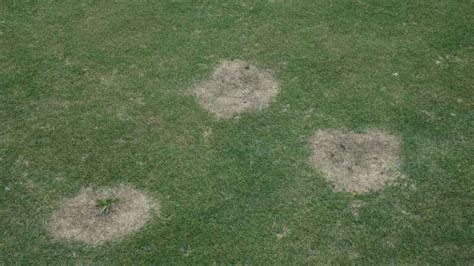 How To Identify Control And Prevent Spring Dead Spot Lawn Disease