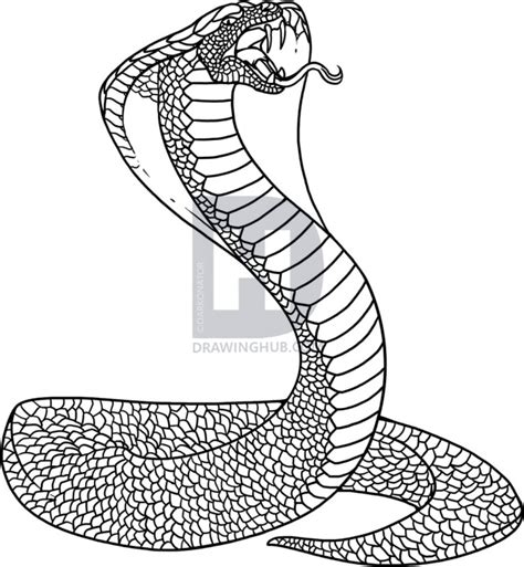 Cobra aur guru ki ladai. King Cobra Drawing at PaintingValley.com | Explore ...