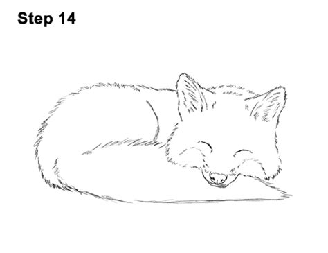 How To Draw A Fox Sleeping Video And Step By Step Pictures