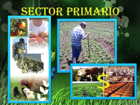 Son Las Actividades Economicas Del Sector Dibujos Del Sector Primario