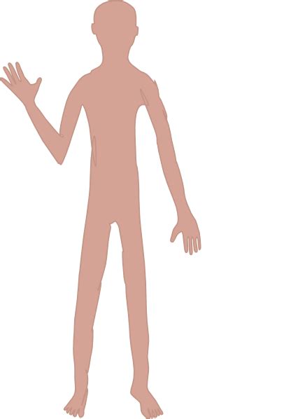 Thumb Human Body Homo Sapiens Clip Art Male Body Png Download 426