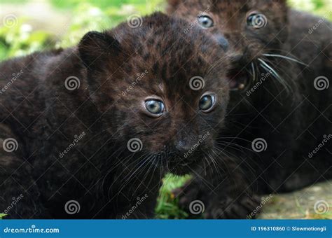 Black Panther Panthera Pardus Cub Stock Photo Image Of Outdoor