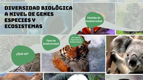 Diversidad Biológica A Nivel De Genes Especies Y Ecosistemas By