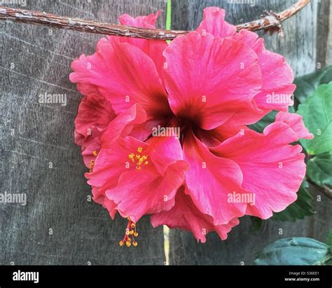 Gorgeous Double Crimson Hibiscus Stock Photo Alamy