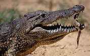 22 Crocodile Facts For Kids That Will Surprise You – Facts For Kids