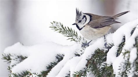 Unsere website hat genug varianten! Winterbilder Tiere Als Hintergrundbild - Wallpaper Fur Ihren Desktop Computer Bild / Hundefotos ...