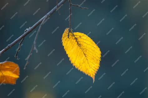 Premium Photo The Lone Autumn Leaf On The Tree