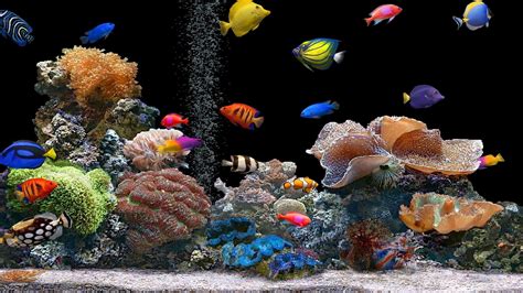 1920x1080 Resolution Fish Underwater Colorful 1080p Laptop Full Hd