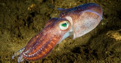 What Do Small Squid Eat