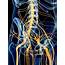 Pelvic Nerves  Stock Image F016/3227 Science Photo Library
