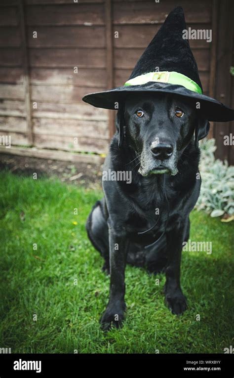 Black Dog Wearing Witch Hat Stock Photo Alamy