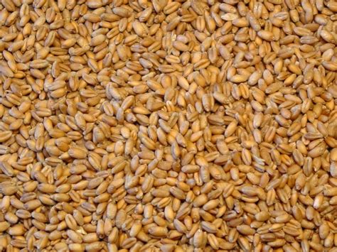 Be Aware Of Wheat Seed Laws Mississippi Crop Situation