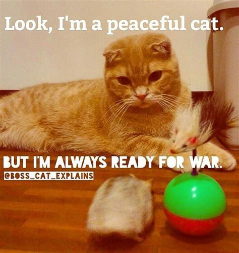 ″'competition brings out the best in me.' a gifted human player could always triumph over the game's ai, because software couldn't improvise. Always ready for war. | Cat quotes, Inspirational quotes pictures, Cats