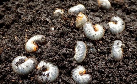How To Get Rid Of Grubs In Lawn Naturally