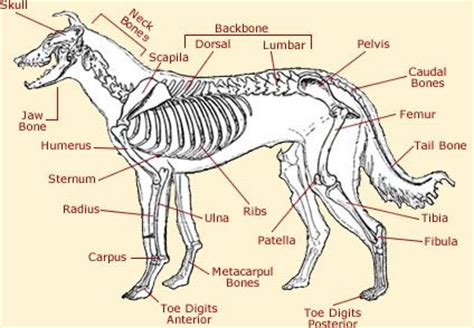 Start studying dog leg bones. dog internal anatomy diagram - Yahoo Search Results | Anatomy | Pinterest | Coats, Dog anatomy ...