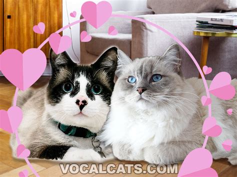 Snowshoe Ragdoll Cat Complete Guide Vocal Cats