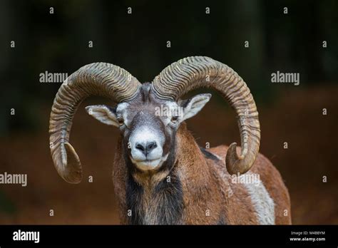 European Mouflon Ovis Gmelini Musimon Ovis Ammon Ovis Orientalis