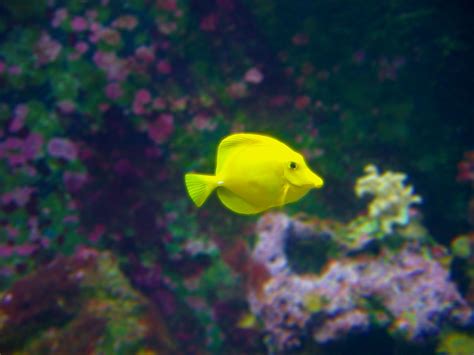 Yellow Fish Free Stock Photo Public Domain Pictures