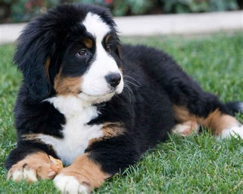 Boyero De Berna Un Gigante Llegado Desde Los Alpes Kennel Club Argentino