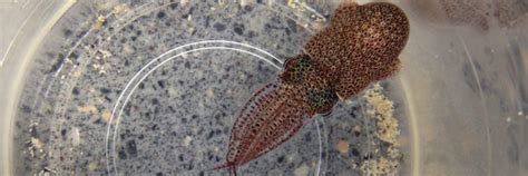 New Species Of Bobtail Squid Discovered In Okinawa Video
