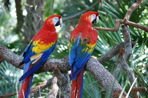 Macaw Red Parrot Bird Colorful Big Beak Large Wildlife Scarlet