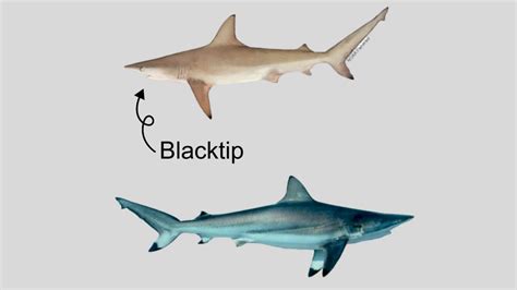 Blacktip Sharks A Management Success Story Noaa Fisheries Video Gallery