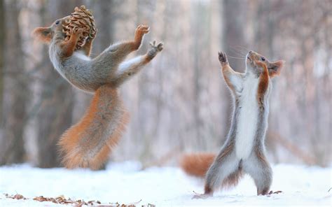 Nature Animals Squirrel Snow Winter Force Wallpapers Hd Desktop