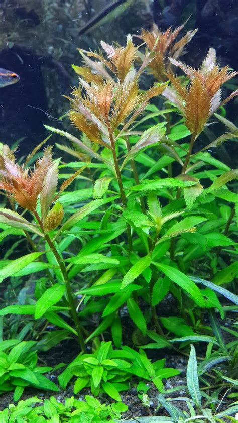 Plants are everything with the dutch aquascape. BIOTA AQUATIC PLANT: JUAL TANAMAN AIR / TANAMAN HIAS ...