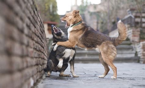 How To Stop Dogs Fighting For Dominance