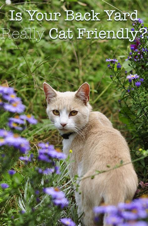 I called a local nursery and asked how poisonous they are to cats. Poisonous Plants For Cats - Your Complete Cat Safety Guide