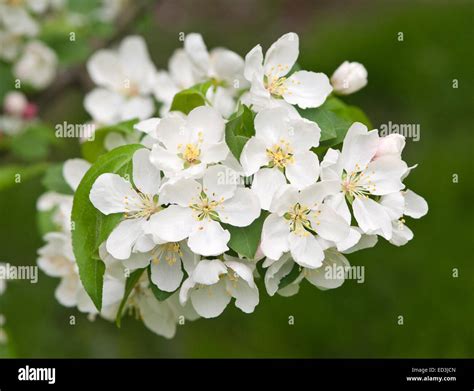 Flowering Crabapple Malus White Angel Stock Photo Alamy