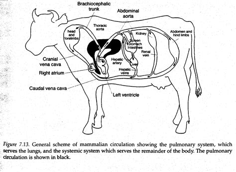 Cow Anatomy Circulatory System All About Cow Photos