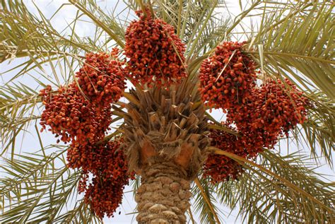 Medjool Date Palm Tree For Sale Buy And Slay