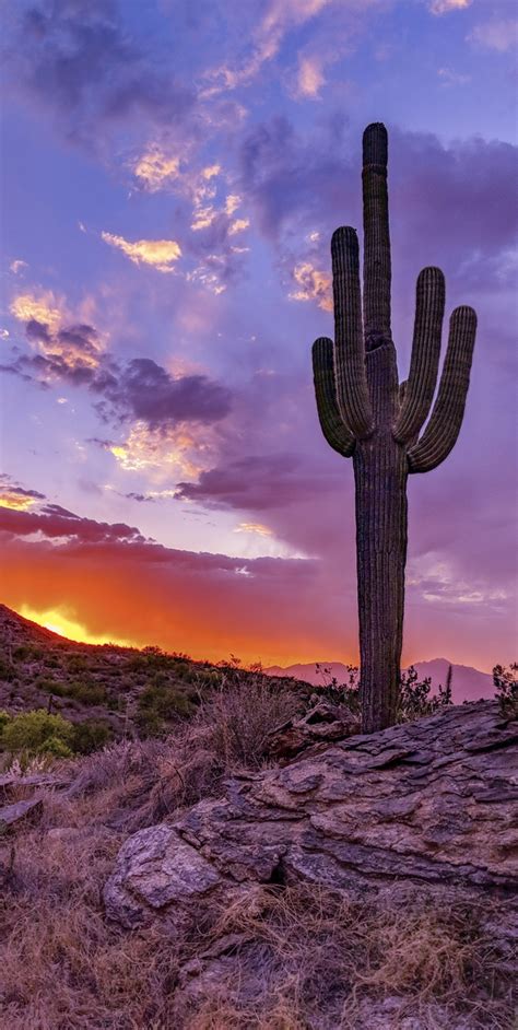 Sunset In Saguaro National Park Arizona Photorator