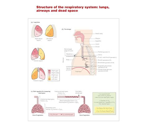 Structure Of The Respiratory System Lungs Airways And Dead Space