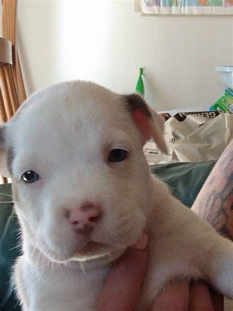 Red Nose Pitbull Puppies For Sale