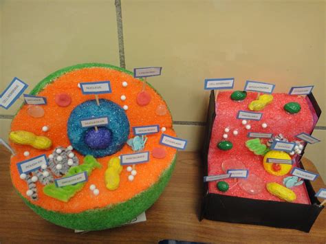 Dsc00651 1600×1200 Animal Cell Model Project Animal Cell