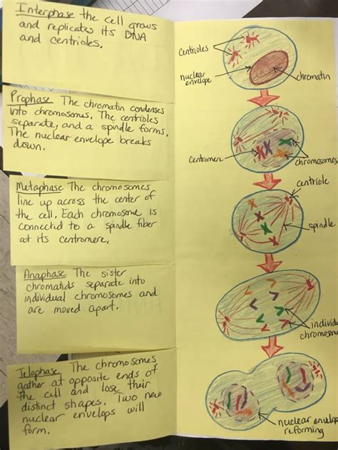 Mitosis Foldable By Cthomasbiology Biology Classroom Science Cells Mitosis