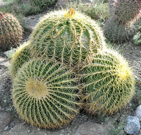 How Do Cactus Live In Desert Cactus Are Adapted To Survive In The Hot