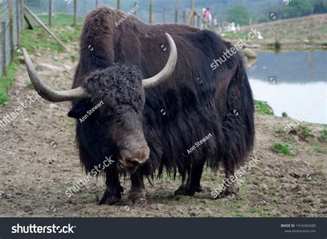 Domestic Yak Bos Grunniens Bull At Comrie Wildlife Park Perthshire