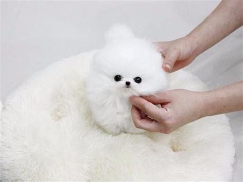 Find thousands of listings of puppies for free on our site. Pomeranian Puppies for free adoption ( they need caring ...