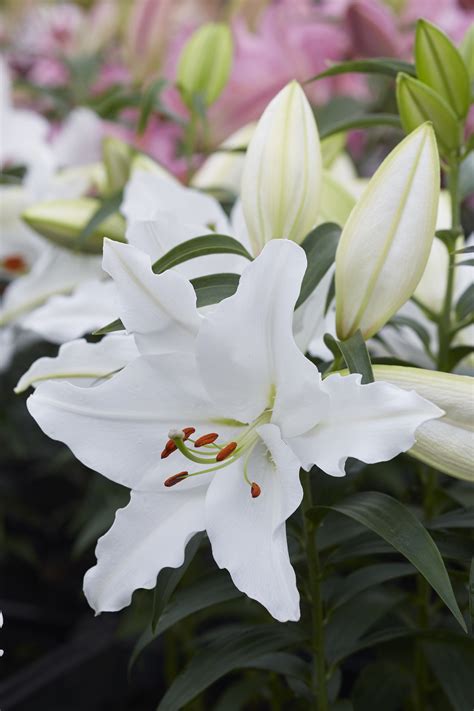 Lilium Oriental Hybrids Romance White — Thinkplants