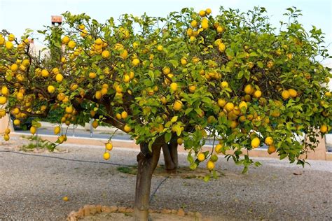 How To Grow A Giant Lemon Tree Absolutely Anywhere Diy