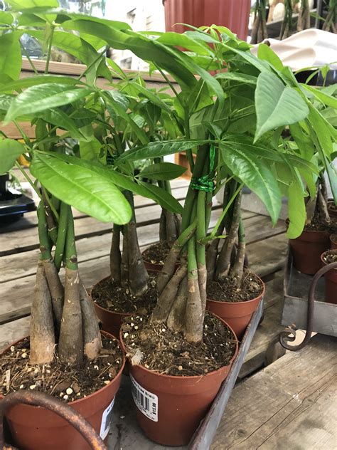 Located in an established pocket at islington & muir just minutes away from woodbridge and the toronto core. 'Money Tree (Braided) - 5 Inch' - Islington Nurseries ...