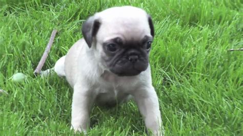 Newborn Pugs Must See Youtube