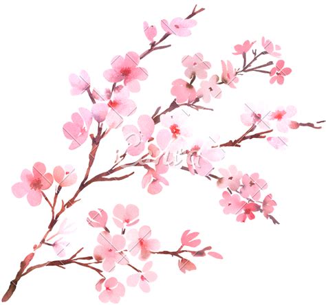 Open Full Size Watercolor With Spring Tree Branch In Blossom Watercolor Cherry Blossom F