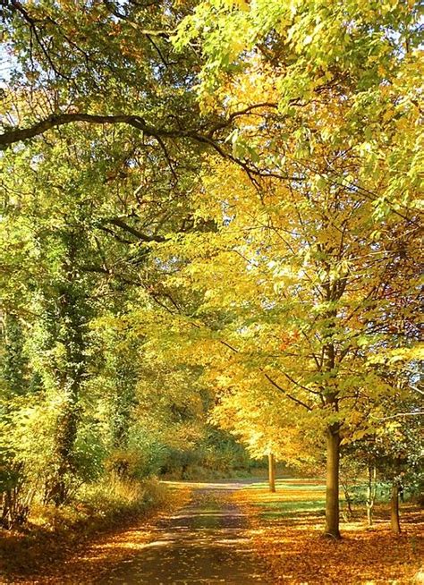 English Country Lane By Geoff Richards Autumn Scenery Beautiful