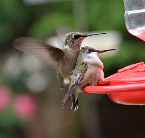 A raspberry pi 3 paired with the official noir camera make up the heart of the system, and the extremely popular dht22 handles the environmental monitoring. Hummingbird Babies by Dorrie Pelzer