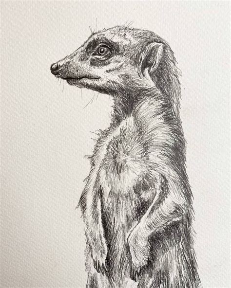 Pin By Cj Lizotte On Wild Animals Pencil Drawings And Sketches